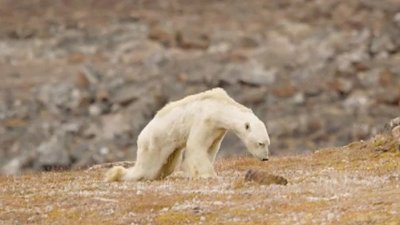饥饿北极熊瘦到“皮包骨”，摄影师难掩伤感流着泪拍摄