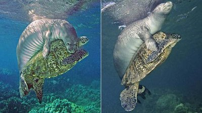 海底摄影师影到海龟被鱼丝缠绕，海豹从后抱着它为其解困