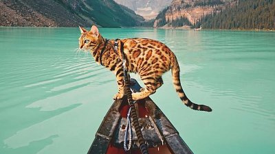 【同猫唔同命】孟加拉猫爱郊游，跟主人游遍加拿大湖泊森林
