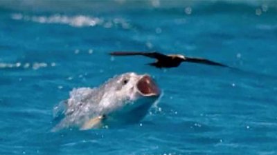 【“鱼食雀”有可能】海洋巨鱼一跃跳出水面，咬噬空中海鸟