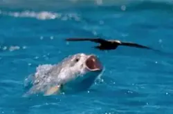 【“鱼食雀”有可能】海洋巨鱼一跃跳出水面，咬噬空中海鸟