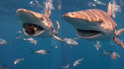 鲨鱼多次高速用鼻轻撞镜头，与美国潜水员“亲密接触”