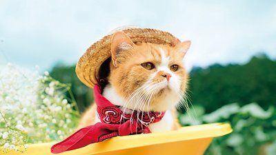 日本超人气广告猫ふてニャン，卖萌Look写真集秒杀“猫奴”