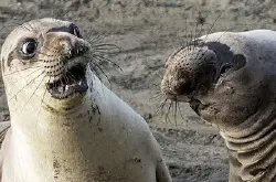 “搞笑野生动物摄影大赛”宣扬保育，14幅趣怪动物相片引你发笑！