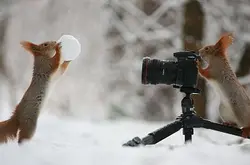无奇不有：超可爱松鼠变摄影师！