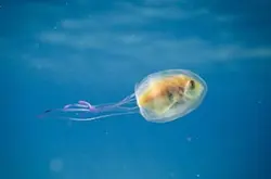 水底摄影师拍下“水母爱上鱼”的凄美爱情故事！