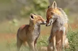 捕捉大自然可爱一面，狐狸情人节放闪