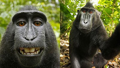 猴子自拍照再对簿公堂，身份性别竟成为新论据！