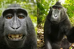 猴子自拍照再对簿公堂，身份性别竟成为新论据！