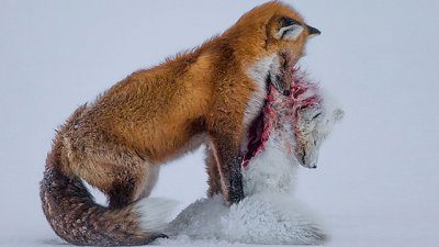 全球暖化的哀歌：“双狐记”荣膺本年最佳生态相片！