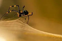 轻量强韧：人造蜘蛛丝实用化2016年面世！