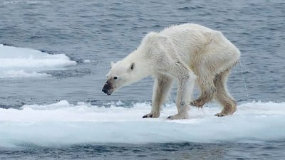 绝地呼唤：“皮包骨”北极熊照震惊世界！