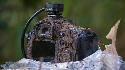 防滴防尘不防虫：Canon7D游亚马逊一月变蚁窦！