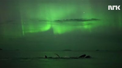 挪威摄影师无意中拍到座头鲸在北极光下畅泳！