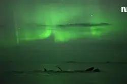 挪威摄影师无意中拍到座头鲸在北极光下畅泳！