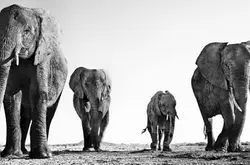 黑白印“象”派︰用黑白灰展现动物的美感与力量！