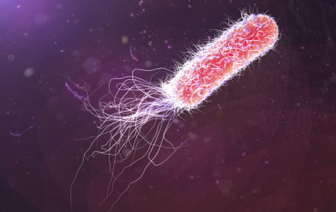 【生化危机还是线粒体夏娃？】哈佛大学发表在生细菌细胞储存技术