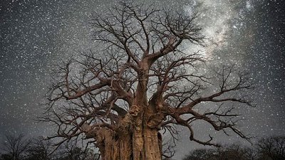 踏遍天涯：花上14年拍摄的千年古树