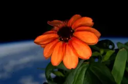 在太空中用LED灯种出唯一的花
