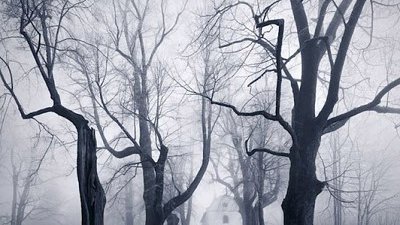 色盲摄影师带你走进仙境般的雾中森林