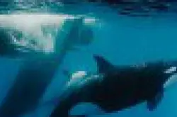冒生命危险，潜水近摄极之罕见的杀人鲸猎杀抹香鲸事件！