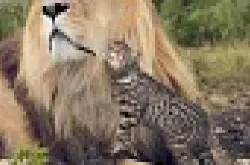 创意摄影︰猫咪新星玩转肯亚亲狮子、追斑马、抓豹尾玩到癫？