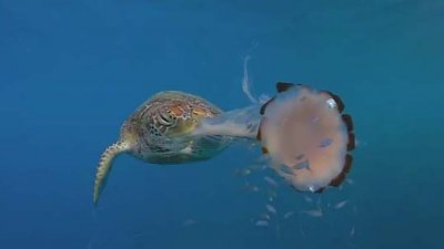 教授爱与海洋生物“自拍”，影到绿海龟咬水母片段犹如食意大利面条