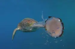 教授爱与海洋生物“自拍”，影到绿海龟咬水母片段犹如食意大利面条