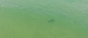 小心海中有鲨鱼!澳洲海滩要靠无人机巡逻确保游客安全