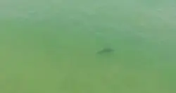 小心海中有鲨鱼!澳洲海滩要靠无人机巡逻确保游客安全