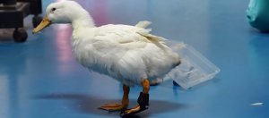 用3D打印帮受伤的鸭子制作复健辅具，让鸭子可以行走