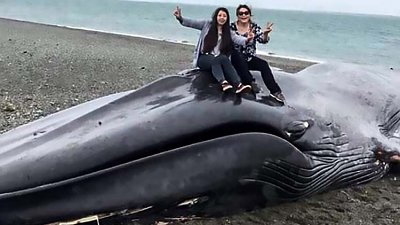 市民争相爬上搁浅海滩蓝鲸尸拍照刻字留言，被网民批评不尊重