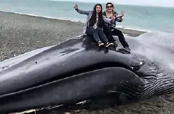 市民争相爬上搁浅海滩蓝鲸尸拍照刻字留言，被网民批评不尊重