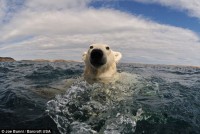 法国摄影师拍到北极熊近距离接触特写镜头