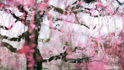 日本摄影师HidenobuSuzuki拍摄樱花盛开前夕，梅花抢闸争艳照片