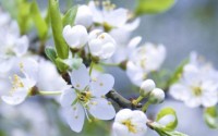 四月樱花季适合拍摄樱花的单反相机推荐