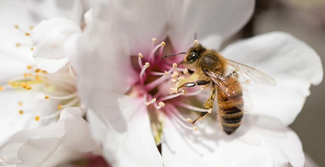 世界知名冷饮品牌使用VR技术发起拯救蜜蜂行动