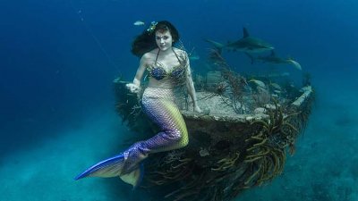 保育人士扮演美人鱼，潜入水底与鲨鱼拍照宣传保护环境