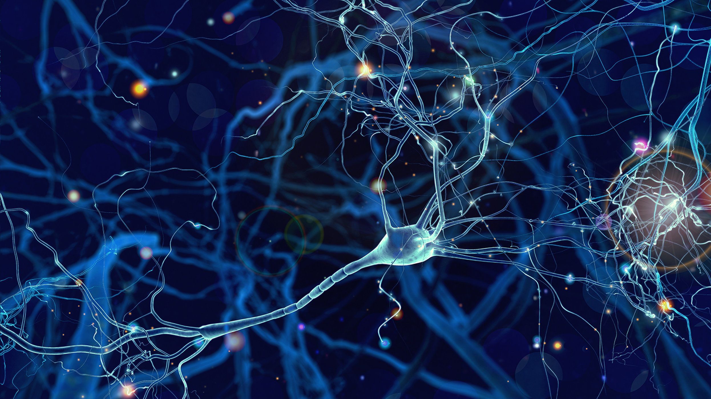 研究成功地测试假体记忆大脑植入物