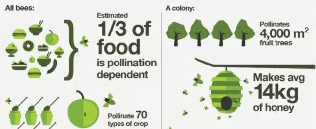 十多年来 全球的蜜蜂大量神秘失踪 我们的食物系统将功能失调