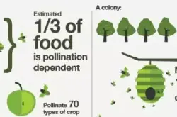 十多年来 全球的蜜蜂大量神秘失踪 我们的食物系统将功能失调