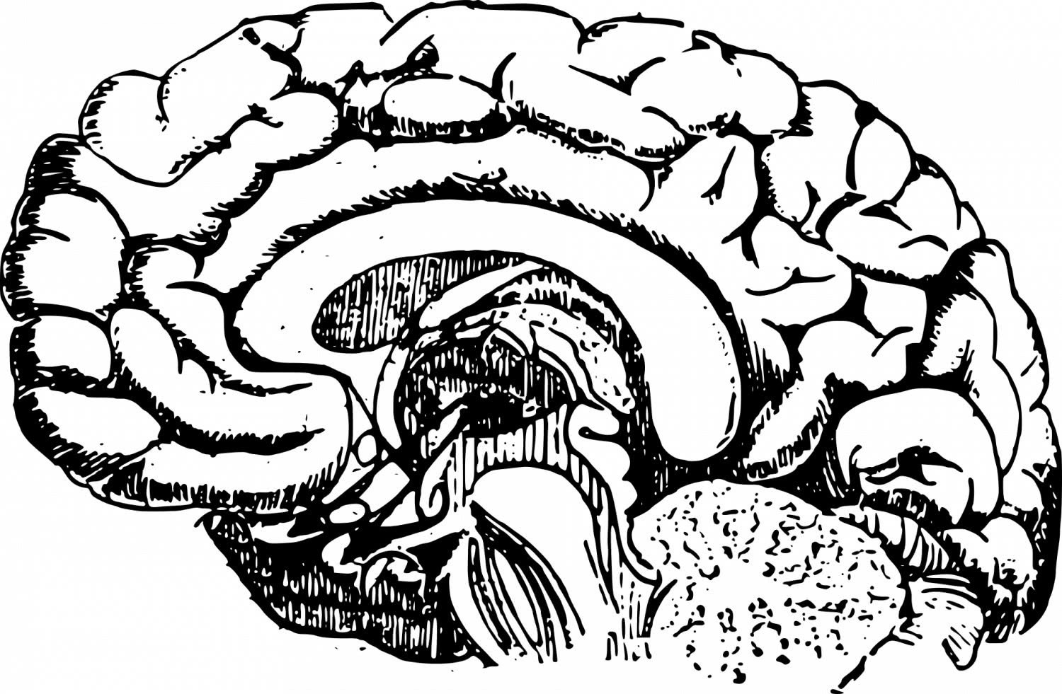 大规模复制研究挑战大脑积极阅读的关键证据