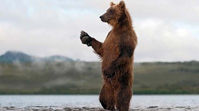摄影师SergeyGorshkov花多年时间，近距离拍摄多幅俄罗斯棕熊照片