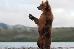 摄影师SergeyGorshkov花多年时间，近距离拍摄多幅俄罗斯棕熊照片