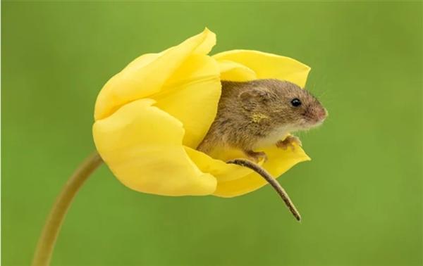 集可爱与破坏力于一身巢鼠在郁金香花内偷吃画面被拍