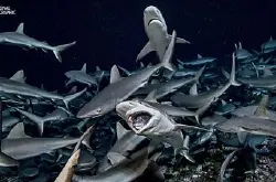 【密集撕杀】摄影师LaurentBallesta潜水拍摄，700条鲨鱼围绕17,000条交配中石斑鱼疯狂开大餐