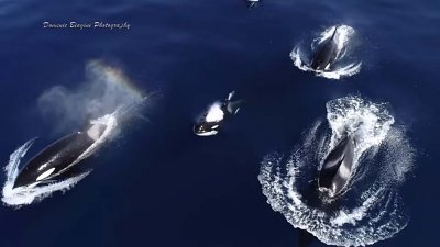摄影师DomenicBiagini独自出海偶遇杀人鲸，高空航拍畅泳精彩画面