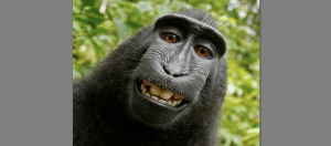 猴子自拍照争议落幕了，美上诉法院：猴子没有著作权