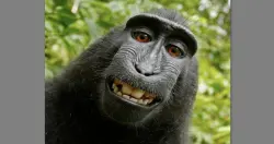 猴子自拍照争议落幕了，美上诉法院：猴子没有著作权