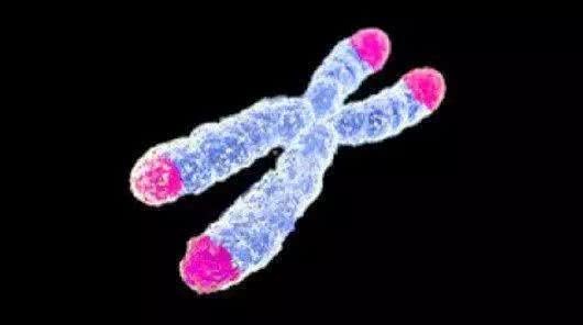 科学家首次详细绘制端粒酶图像 人类离长生不老又近了一步